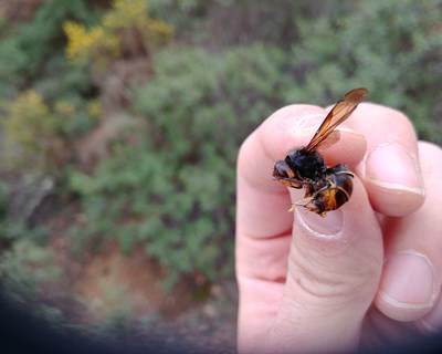 Publicado o Manual de Boas Práticas no combate à vespa velutina