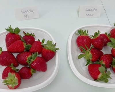 Qualidade de frutos de 8 Cultivares de morango em dois substratos