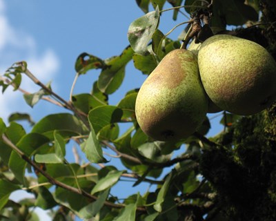 Quebra na produtividade das pomóideas marca a campanha de 2020