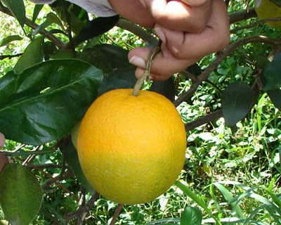 Questionário sobre controlo integrado da mosca da fruta dirigido a citricultores