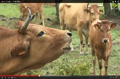 Vídeo: Quinta da Caramuja