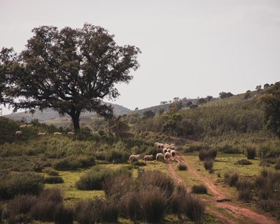 Quinta do Freixo promove evento dedicado à agricultura regenerativa com as maiores referências mundiais na área