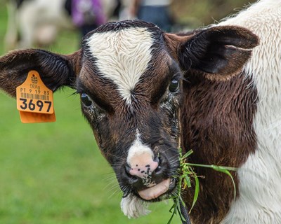 Quinta dos Açores com certificação em Bem-Estar Animal Welfair