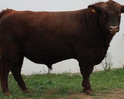 Raças produzidas em Portugal: A Aberdeen-Angus