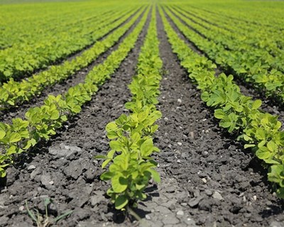 Reação das associações do setor agrícola aos novos apoios anunciados pelo Ministério da Agricultura