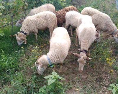 Rebanhos: coleiras ‘ensinam’ a comer só as ervas daninhas nas vinhas