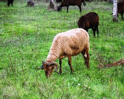 Redução do número de ovelhas ameça queijo da serra certificado