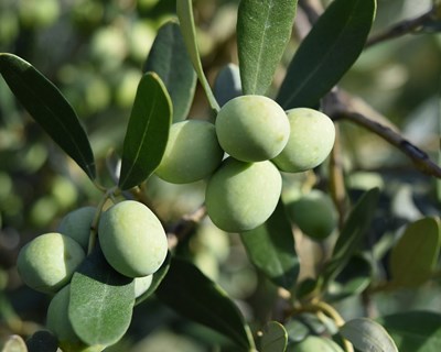 Referencial inovador apresentado pelo Programa de Sustentabilidade do Azeite do Alentejo
