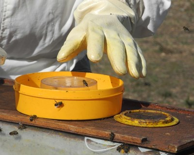 Reflexão sobre as alterações climáticas e a espécie Apis mellifera