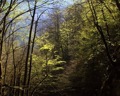Reforma da floresta é «tarefa gigantesca» e tem pacote de €700 milhões