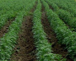 Região Centro: 55% das explorações agrícolas desapareceram