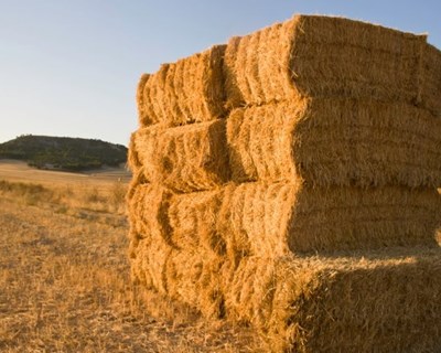 Registo de agricultores apoiados acima de mil euros é obrigatório e gratuito