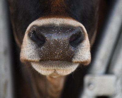 Regulamentação de competências no Plano Nacional de Saúde Animal
