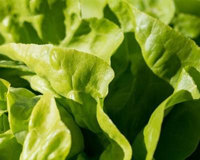 Reino Unido é o primeiro importador de frutas e hortícolas comunitárias