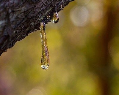 Resinagem em Portugal: Um Foco de Esperança
