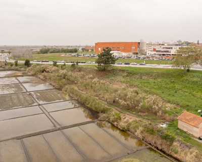 Restaurar a vegetação natural das marinhas e combater a erva-das-pampas na UA