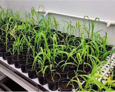 Revitalizar o milho painço como solução sustentável para a agricultura europeia - bibliografia