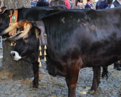 Ribeira de Pena: concurso pecuário maronês