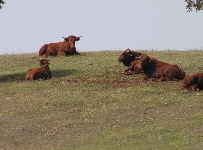 Rio Maior debate "Agricultura e Desenvolvimento Rural - Novas Oportunidades"