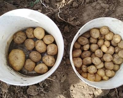 Rússia pode ser autossuficiente em batata de semente dentro de cinco anos