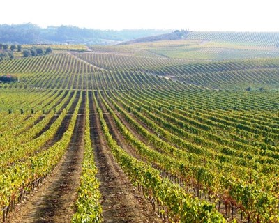 Rota da Bairrada lança desafio aos produtores