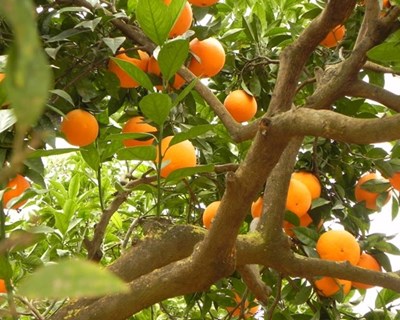 Searas estão a recuperar e laranja do Algarve vem mais pequena