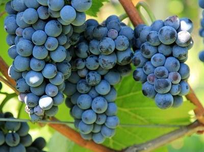 Seguro vitícola de colheitas: prazo prorrogado até 19 de agosto