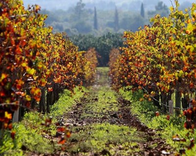 Seguros cobrem danos na agricultura provocados pelo calor