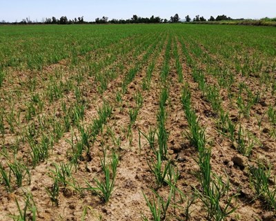 Sementeira enterrada de arroz em solo seco