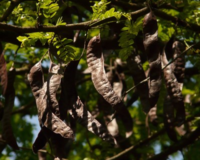 Seminário “A Alfarrobeira perante os Desafios Climáticos do Futuro”