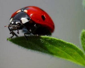 Seminário: “Agricultura Biológica, uma Aposta Estratégica”