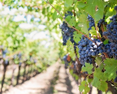 Novas sessões de esclarecimento para vitivinicultores e técnicos do setor sobre o VITIS