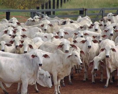 Setor contra a criação de direção-geral autónoma para a proteção e bem-estar animal