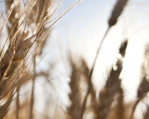 Setor da Agricultura e Pescas foi o que mais empresas criou nos últimos 7 anos