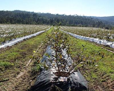 Sever do Vouga e Lousã recebem formação sobre fertilização de mirtilos
