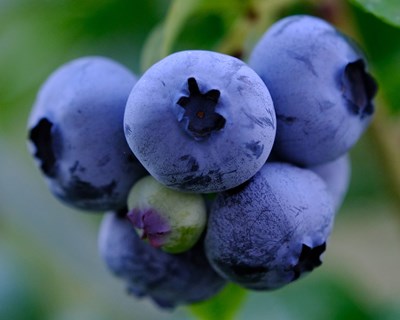 Sever do Vouga irá receber 11º Encontro Nacional de Produtores de Mirtilo em 2022