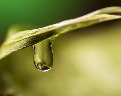 SFCOLAB instala o seu primeiro SOFIS em sistema de Aquaponia