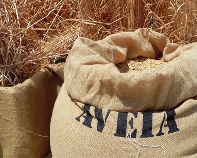 SGS Portugal reforça presença no setor agrícola