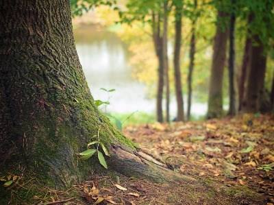 Silvicultura nacional cria mais riqueza