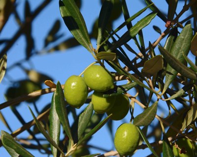 Simpósio reúne especialistas de Olivicultura em Santarém