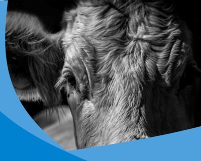 “Smart Farming: Novos Tempos, Novas Realidades” é o tema das 13as Jornadas do Hospital Veterinário Muralha de Évora