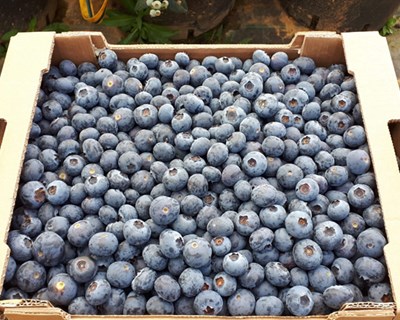 “Somos únicos no mercado europeu com cultivo próprio de mirtilo em vaso e substrato em Portugal”