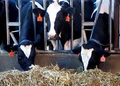 SPREGA organiza workshop sobre «avaliação morfológica linear em bovinos de carne»
