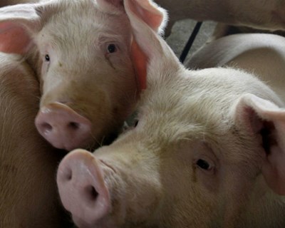 Suinicultores nacionais já podem exportar para a China