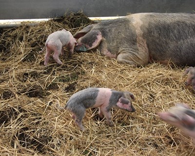 Suinicultura, bem estar animal e segurança alimentar