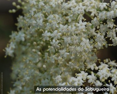 Suplemento Pequenos Frutos 23 dedicado ao sabugueiro