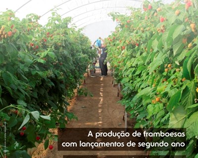 Suplemento Pequenos Frutos 26: conheça os destaques