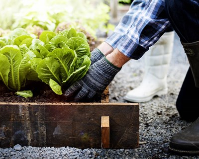 Sustentabilidade da agricultura urbana e a contribuição das coberturas ajardinada