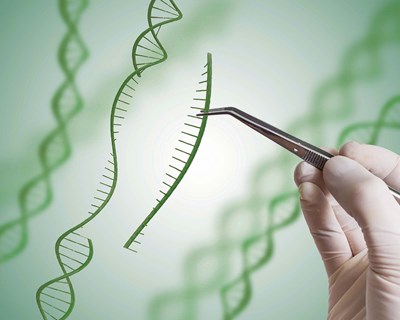 Syngenta abre direitos de edição de genoma e tecnologias de melhoramento de plantas para impulsionar inovação agrícola
