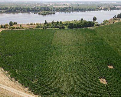 Syngenta apresenta inovação e sustentabilidade na cultura do milho em pivot demonstrativo na Agroglobal